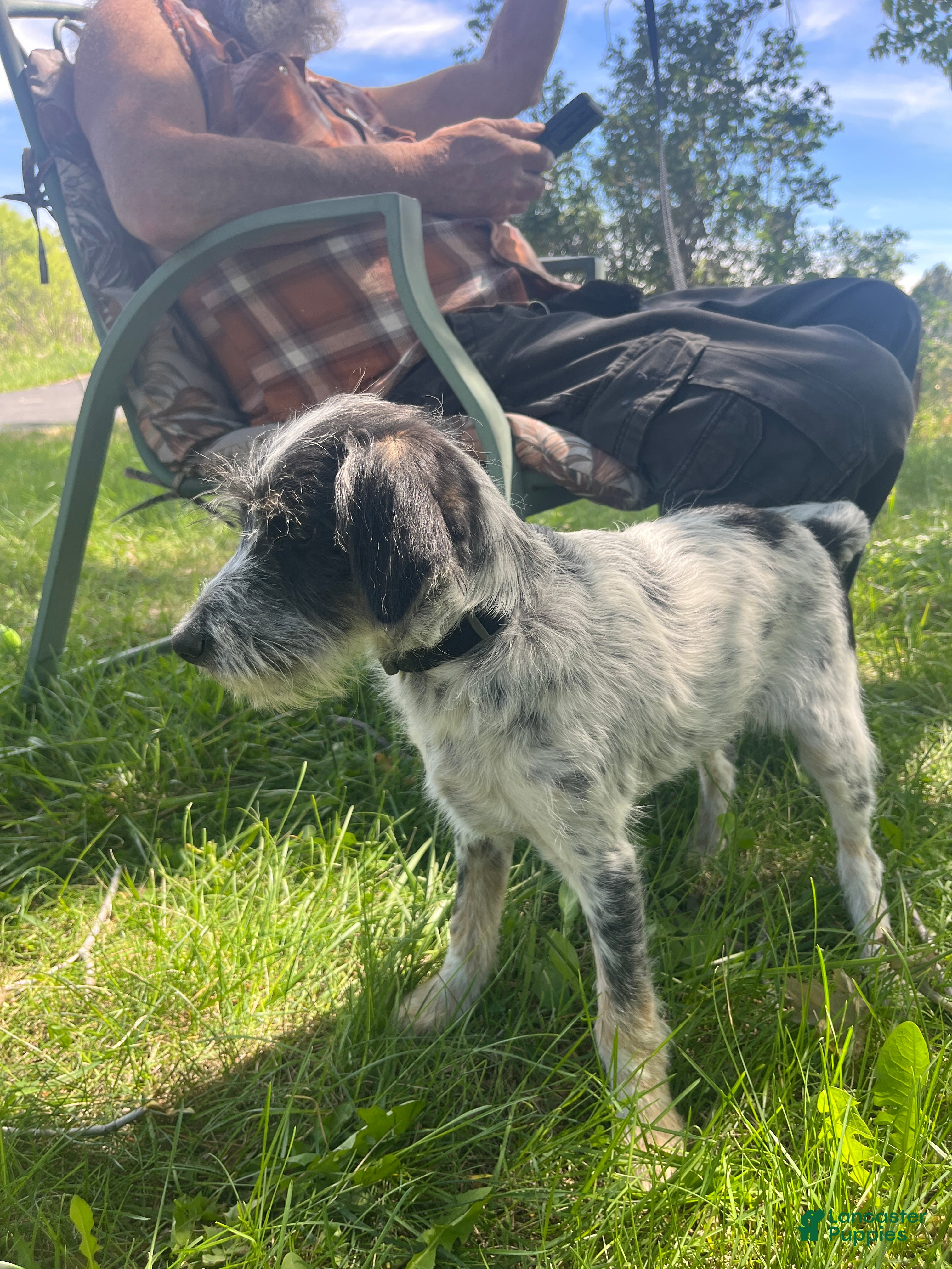 Mini Aussiedoodle dogs Miniature Aussiedoodle Charlie - Ad 2