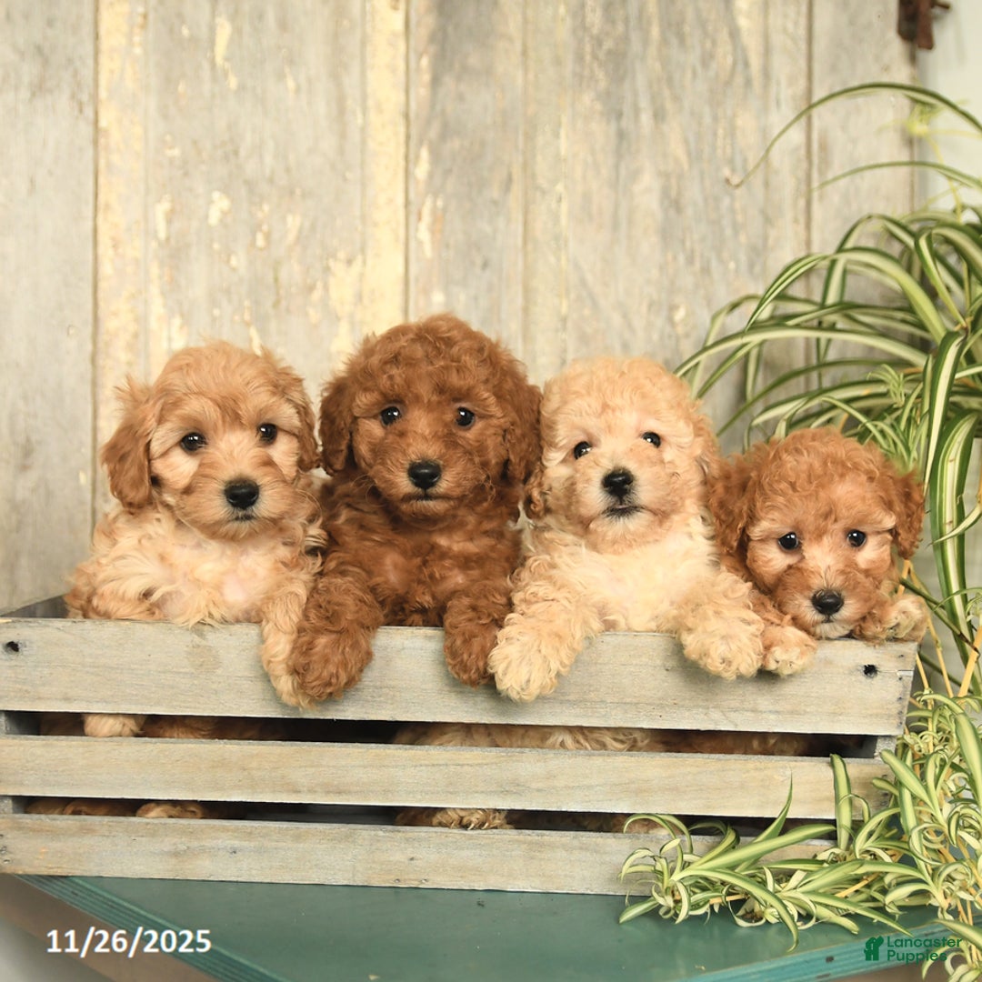 Maltipoo dogs for sale: Jackson - Ad 3