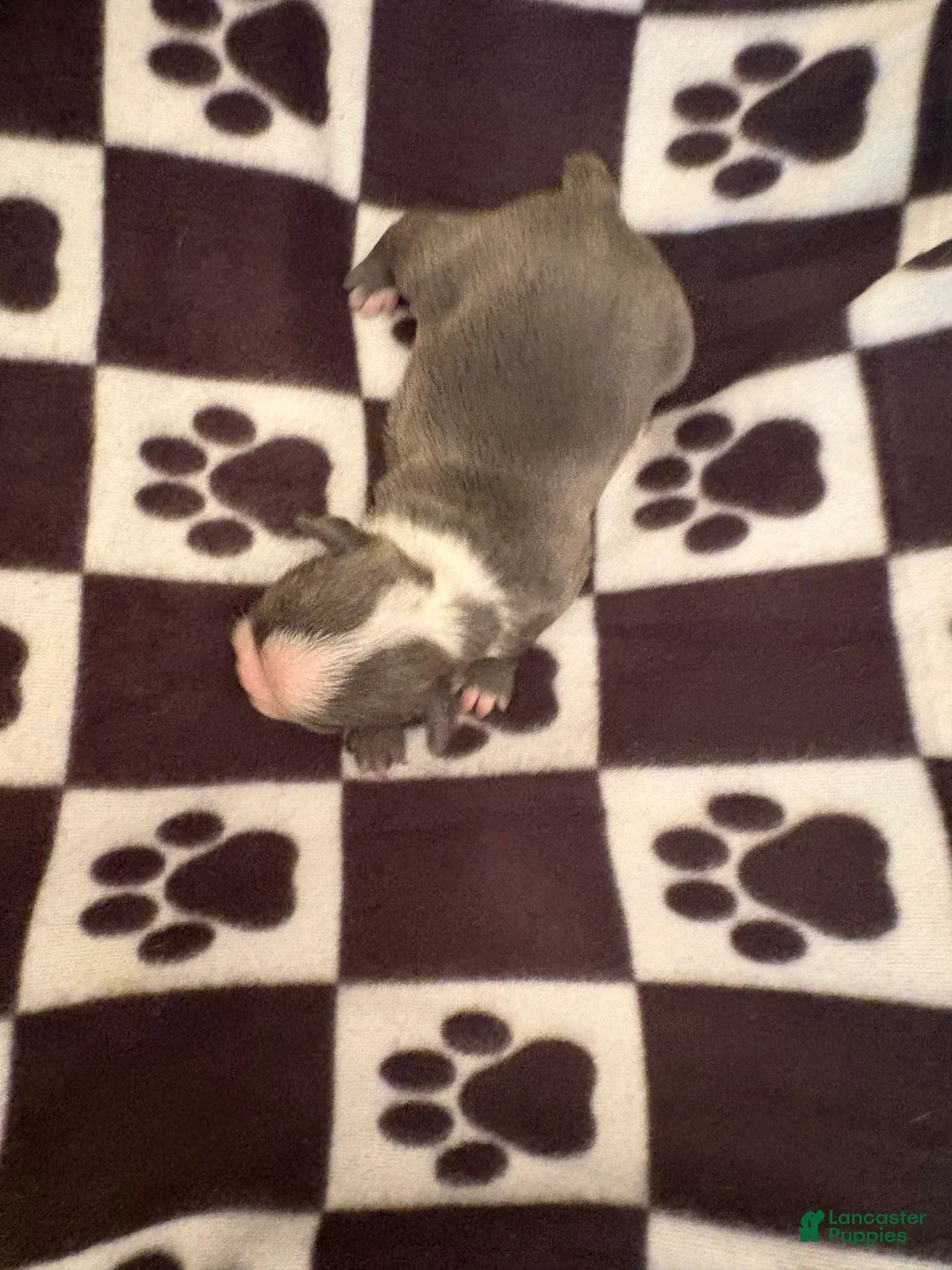 Boston Terrier dogs for sale: Sneezy-Blue & white - Ad 2