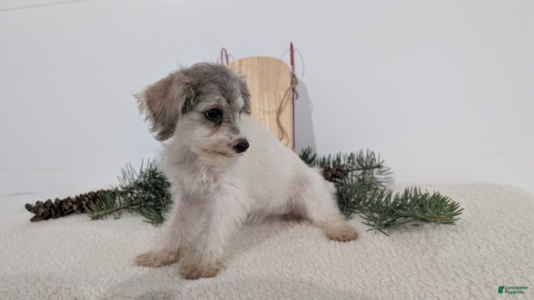 Mixed Breed dogs for sale: Nadia - Ad 3