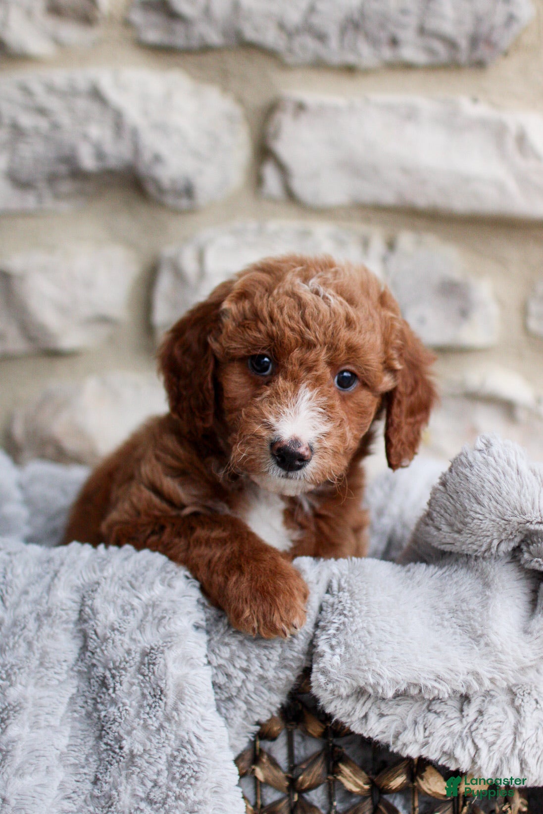 Mini Bernedoodle dogs Benji  - Ad 26