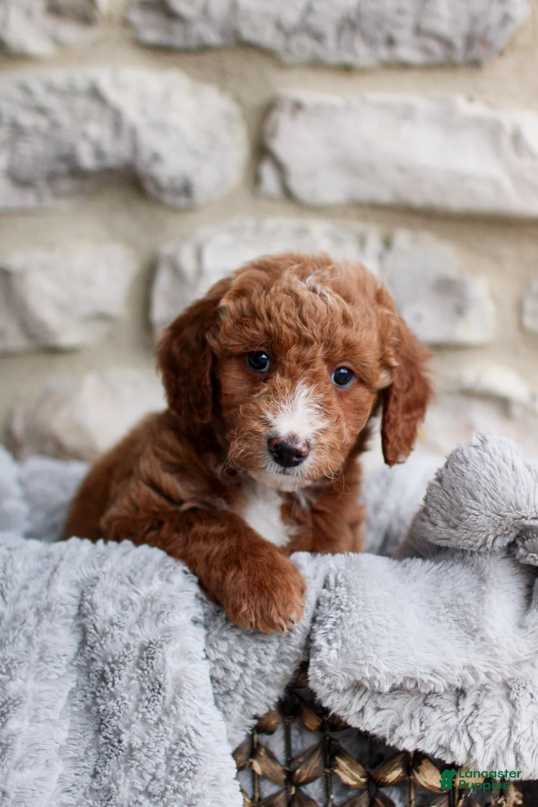 Mini Bernedoodle dogs for sale: Benji  - Ad 1