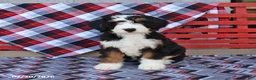 Mini Bernedoodle dogs for sale: Grover - Ad 5