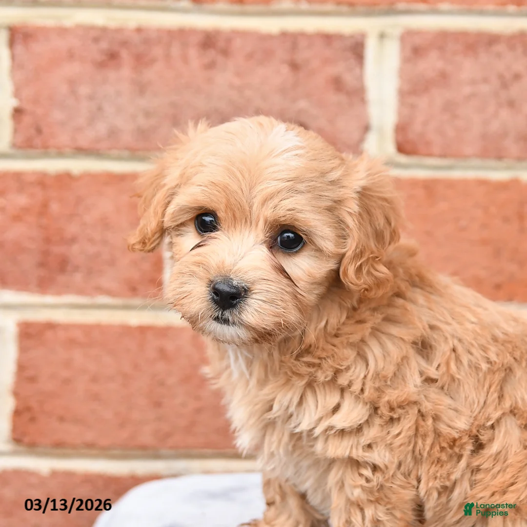 Maltipoo dogs for sale: Millie - Ad 2
