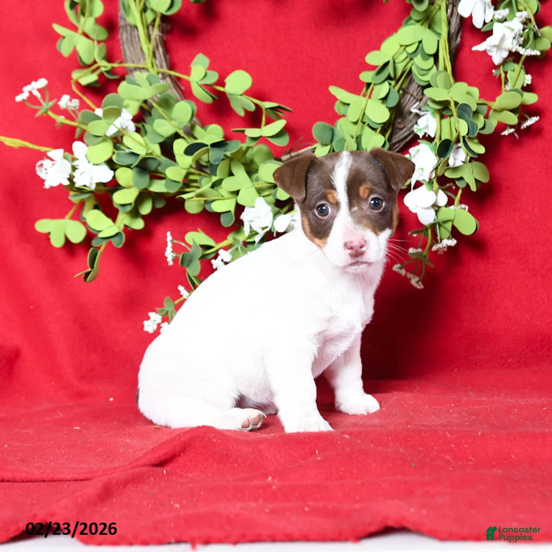 Jack Russell Terrier dogs for sale: Millie - Ad 2