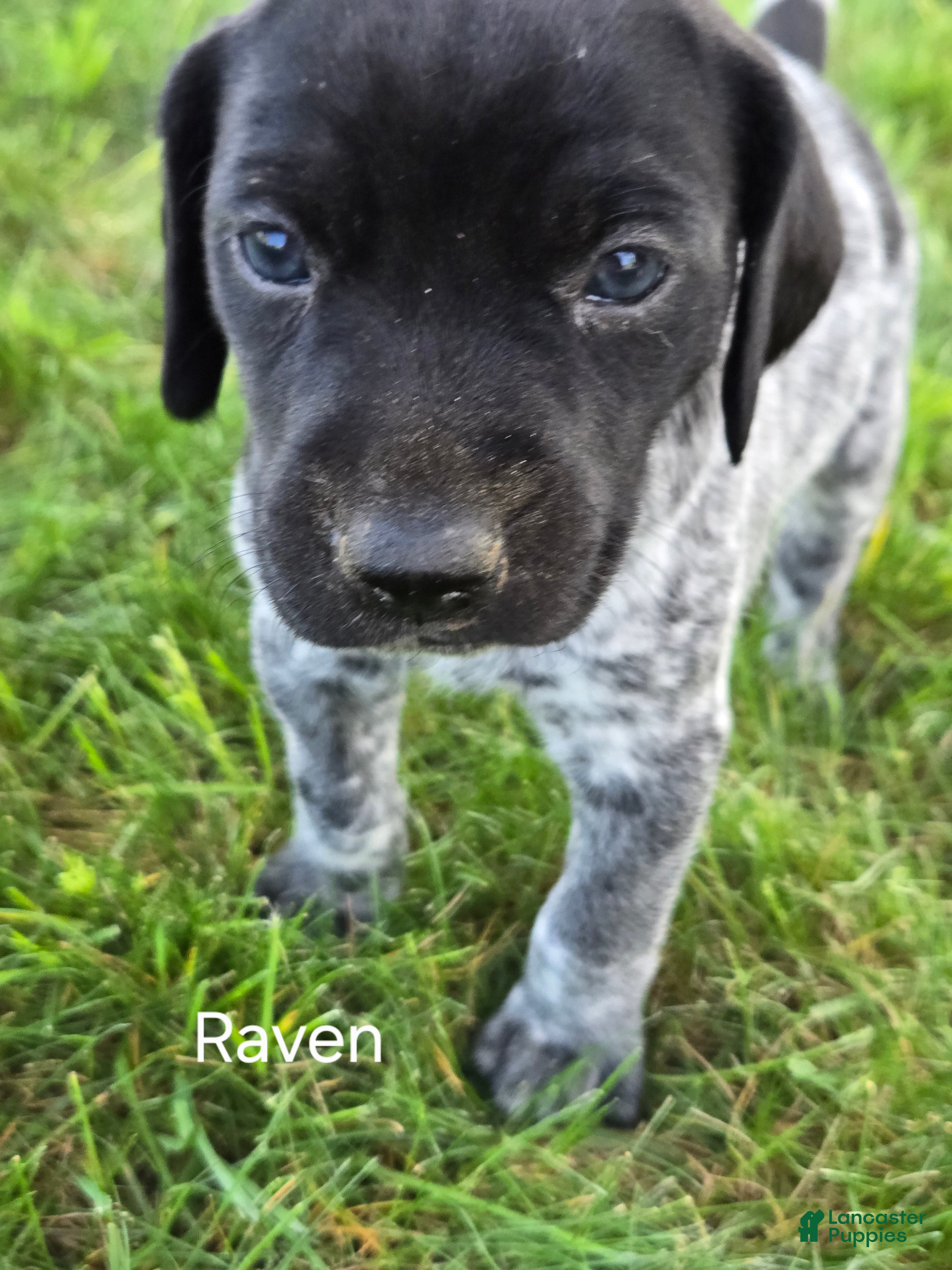 German Shorthaired Pointer dogs for sale: Raven - Ad 2