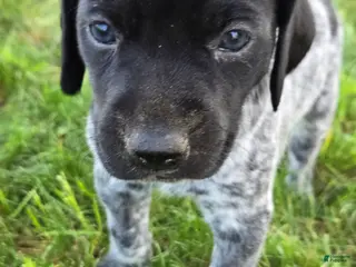 German Shorthaired Pointer dogs for sale: Raven - Ad 2