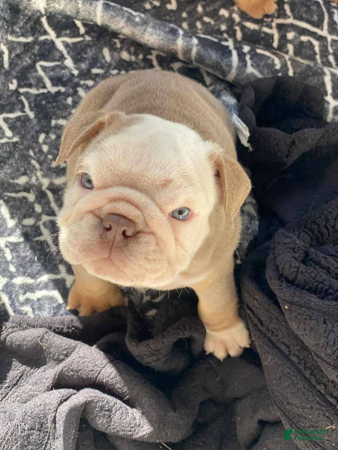 English Bulldog dogs for sale: Snow Heart - Ad 2