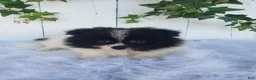 Pomeranian dogs for sale: Mia  - Ad 7