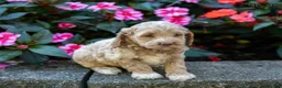 Cockapoo dogs for sale: Ginger - Ad 4