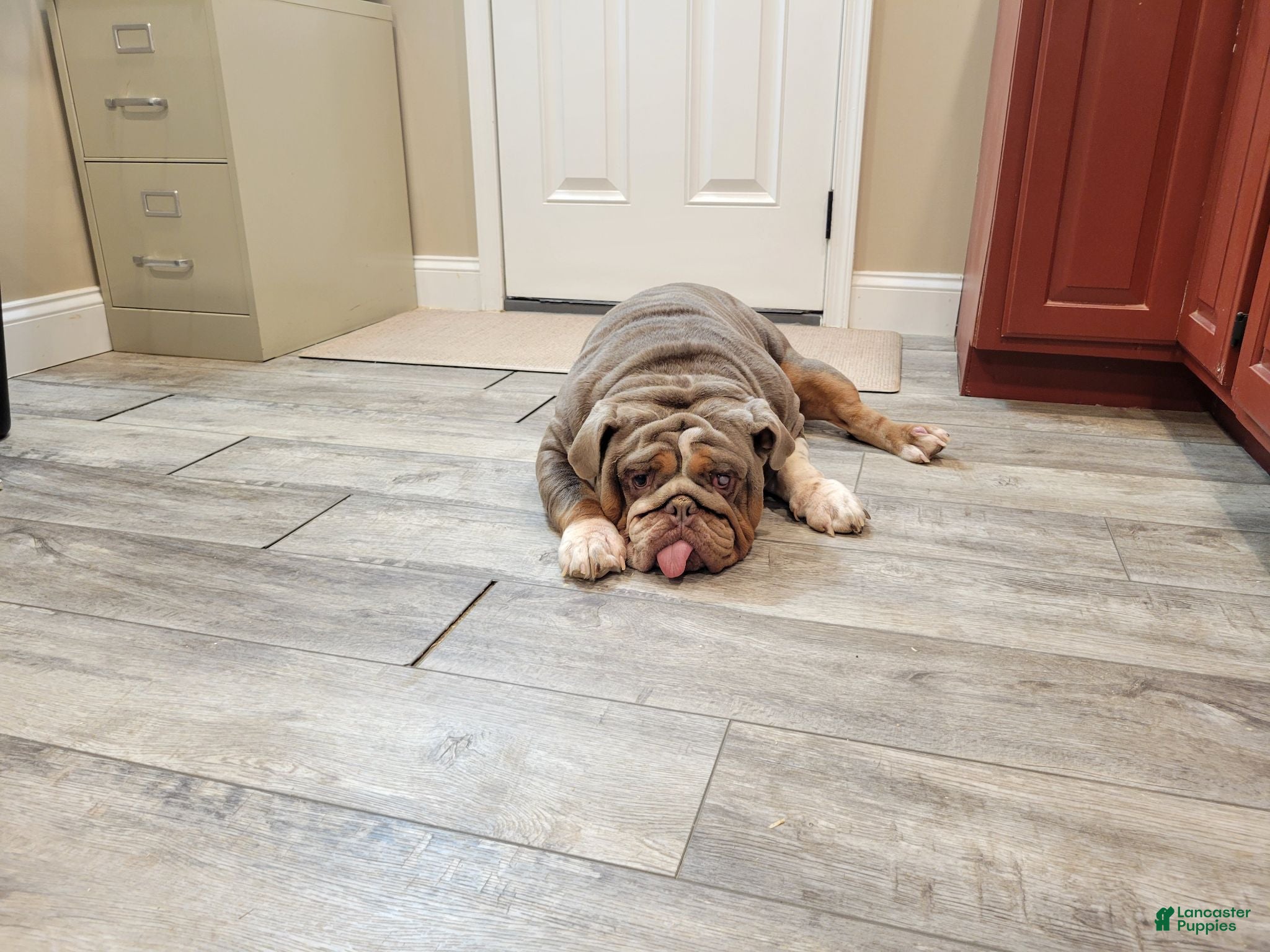 English Bulldog dogs English Bulldog 1 - Ad 14