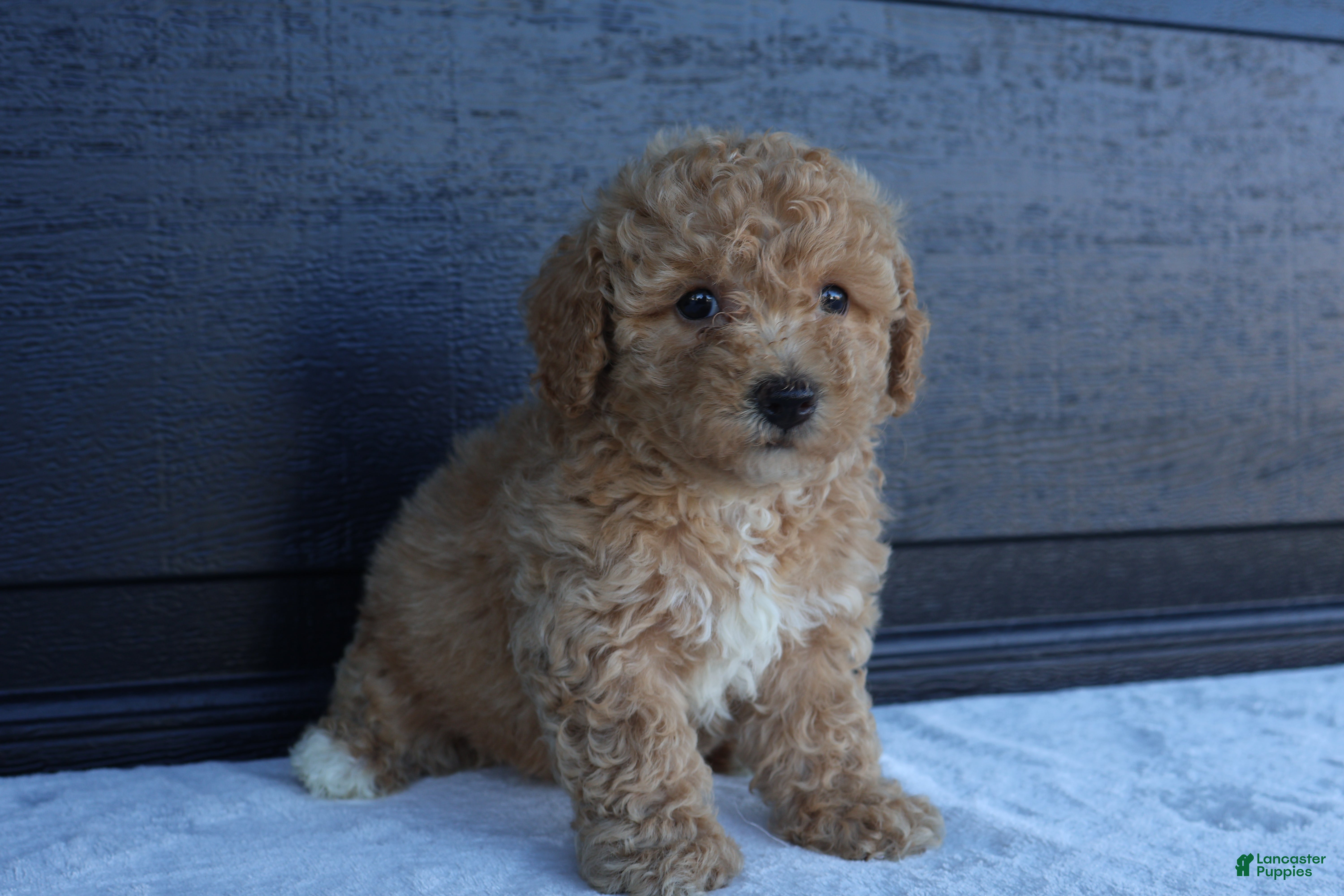 Bichpoo dogs Sophie - Ad 2