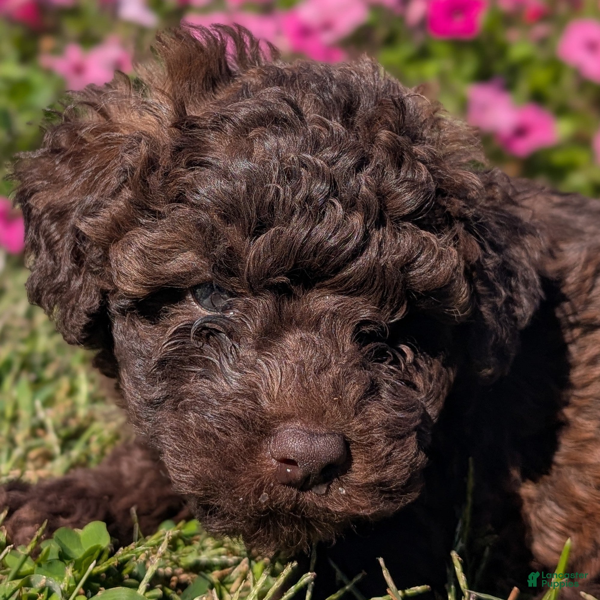 Twix (Toy Poodle, Male) in Bloomington, IN