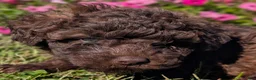 Toy Poodle dogs for sale: Twix - Ad 1