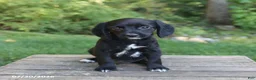 Mixed Breed dogs for sale: Wallace - Ad 3