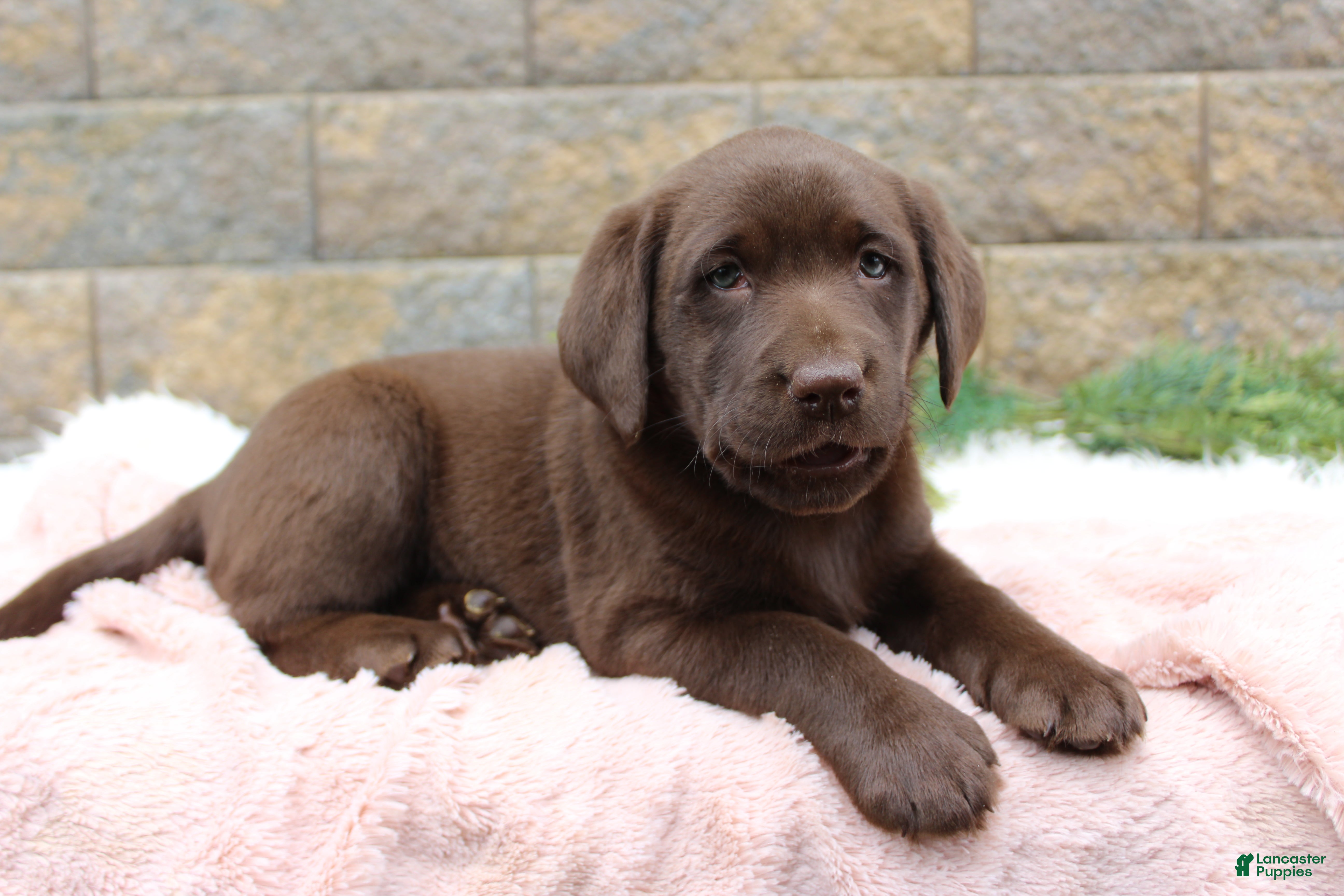 Labrador Retriever dogs for sale: Sue - Ad 4