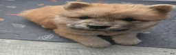 Chow Chow dogs for sale: Lil Red - Ad 3