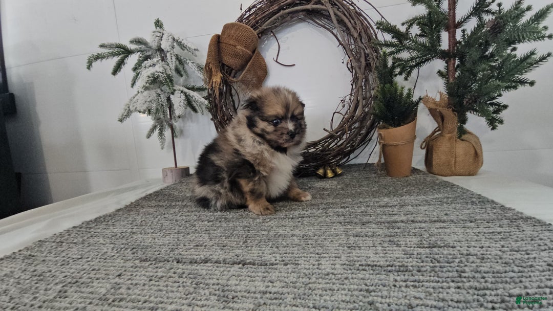 Pomeranian dogs for sale: Snickers - Ad 2