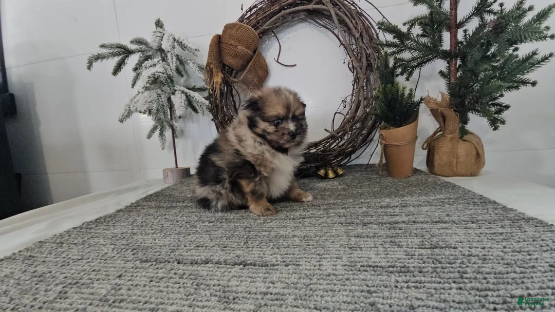 Pomeranian dogs for sale: Snickers - Ad 2