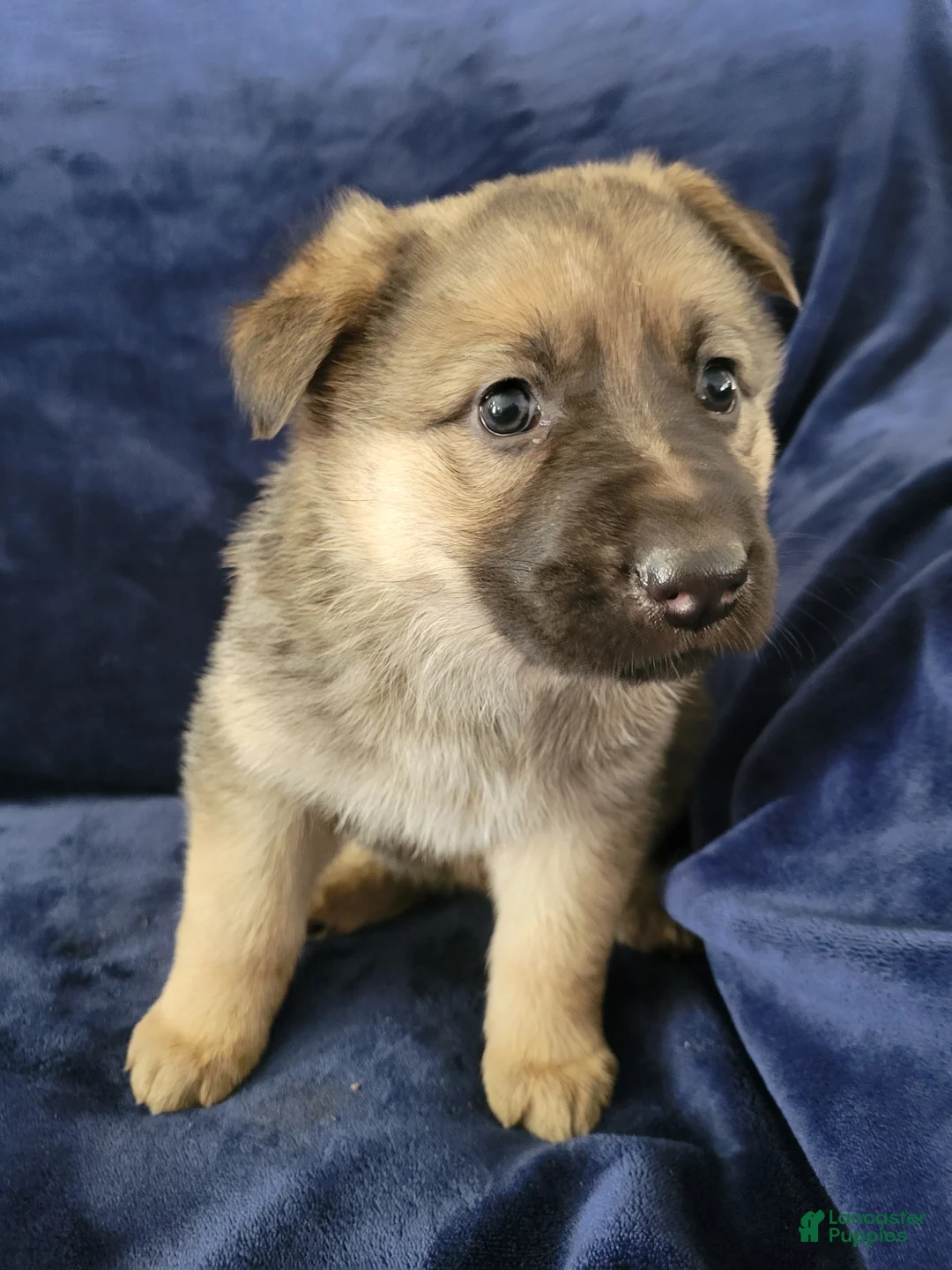 German Shepherd dogs for sale: German Shepherd Puppy 2 - Ad 1