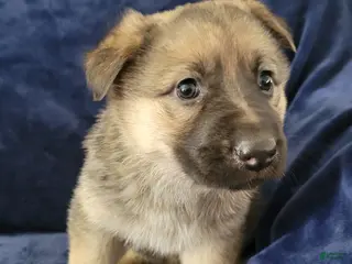 German Shepherd dogs German Shepherd Puppy 2 - Ad 33