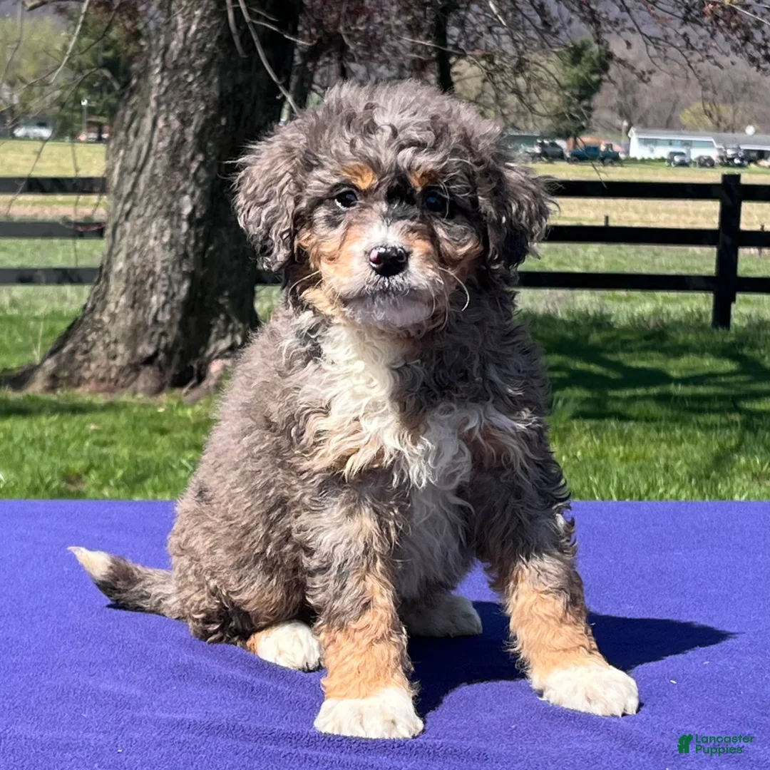 Bernedoodle dogs for sale: Lucy - Ad 2