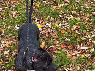 American Bully dogs Huncho The Black Merle - Ad 6