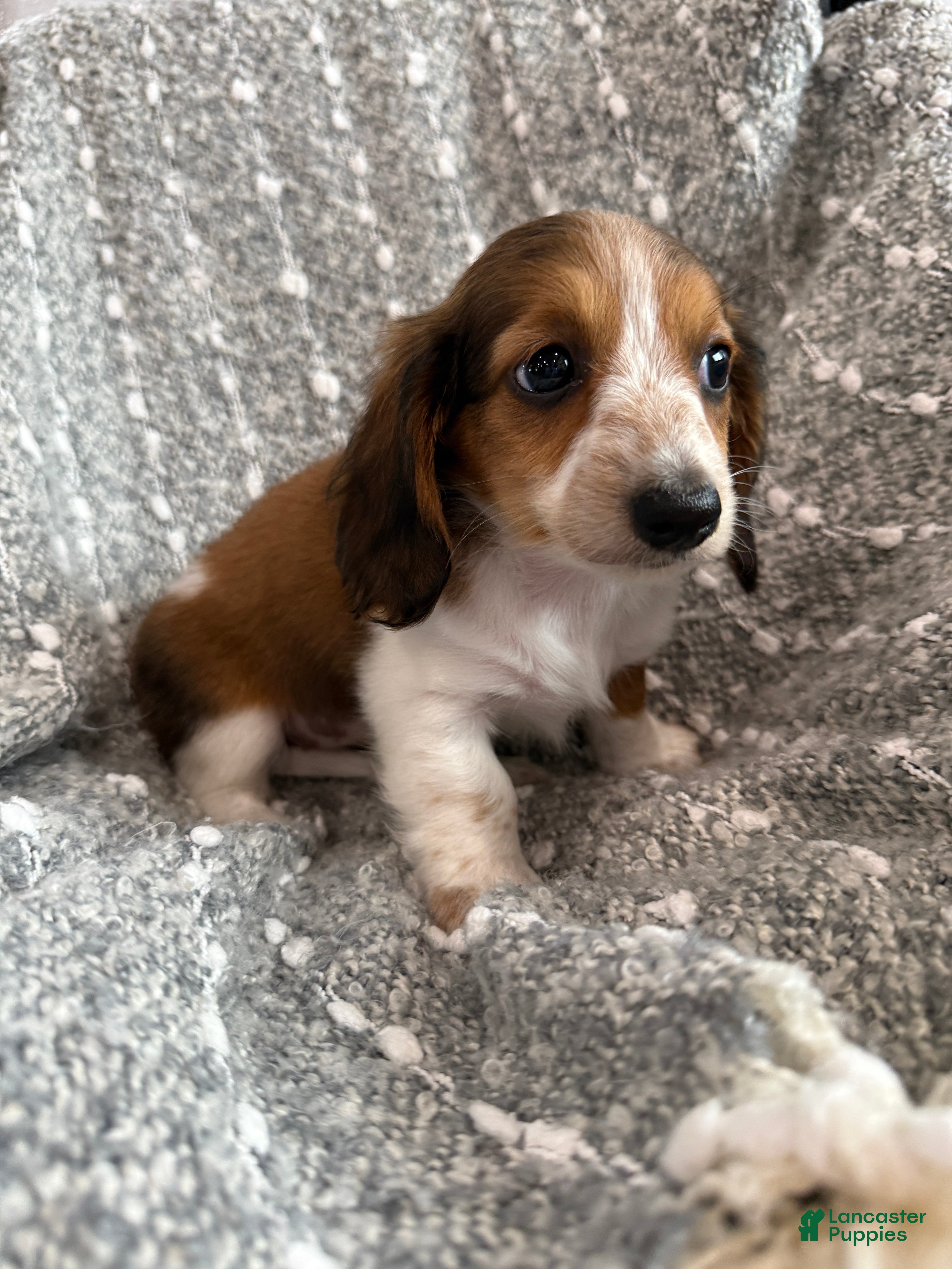 Miniature Dachshund dogs Dixie - Ad 1