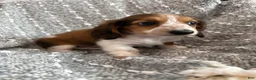 Miniature Dachshund dogs for sale: Dixie - Ad 8