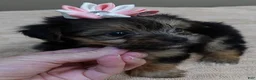 Yorkshire Terrier dogs for sale: Teacup Bailey 6 ounces - Ad 5