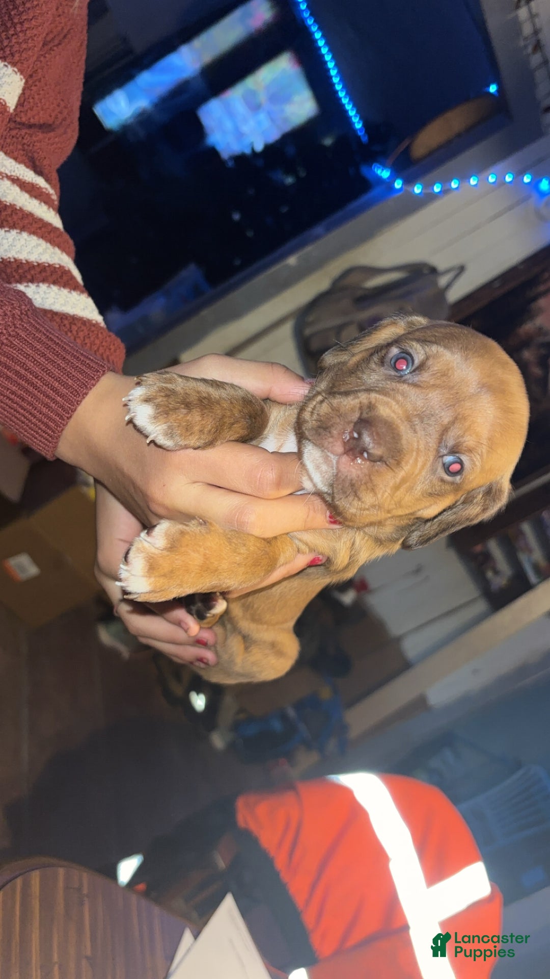 Mixed Breed dogs for sale: Bruno - Ad 3