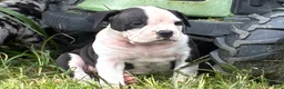 Olde English Bulldogge dogs for sale: Olde English Bulldogge 1 - Ad 4