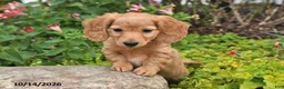 Miniature Dachshund dogs for sale: Pumpkin - Ad 4