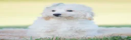 Mini Goldendoodle dogs for sale: Sven - Ad 2