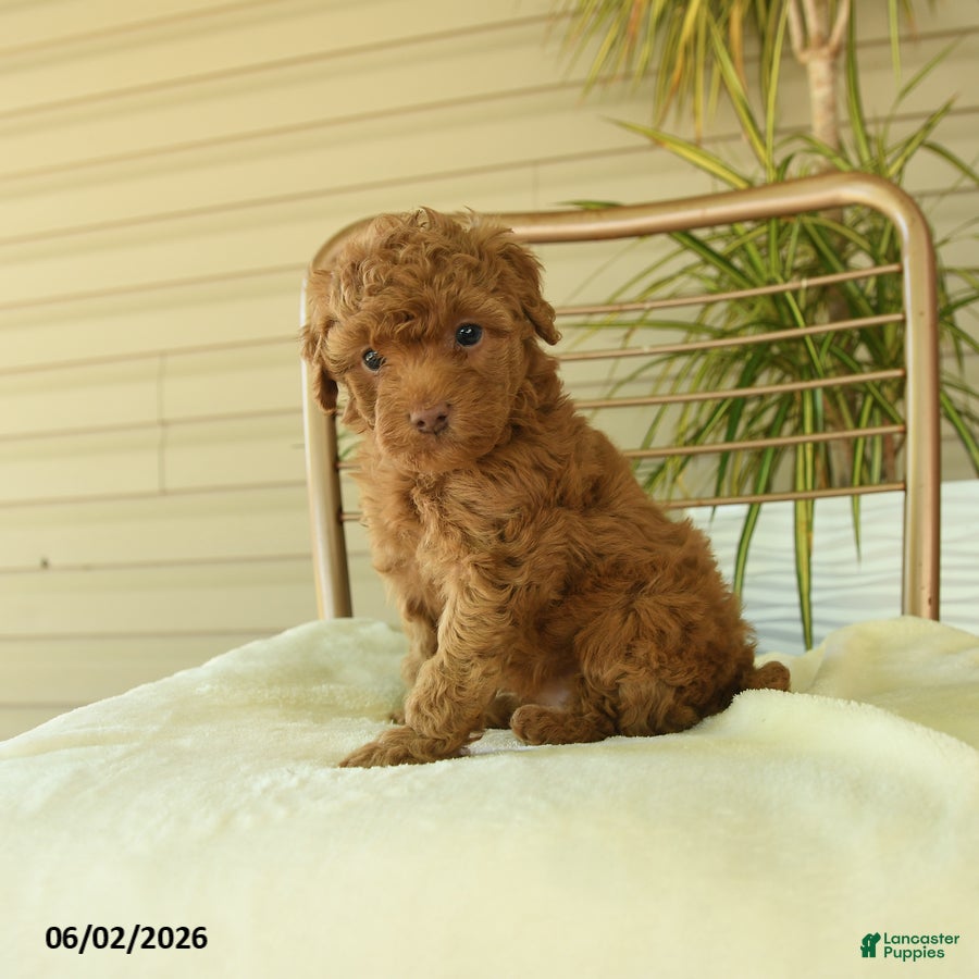 Miniature Poodle dogs for sale: Mocha - Ad 5