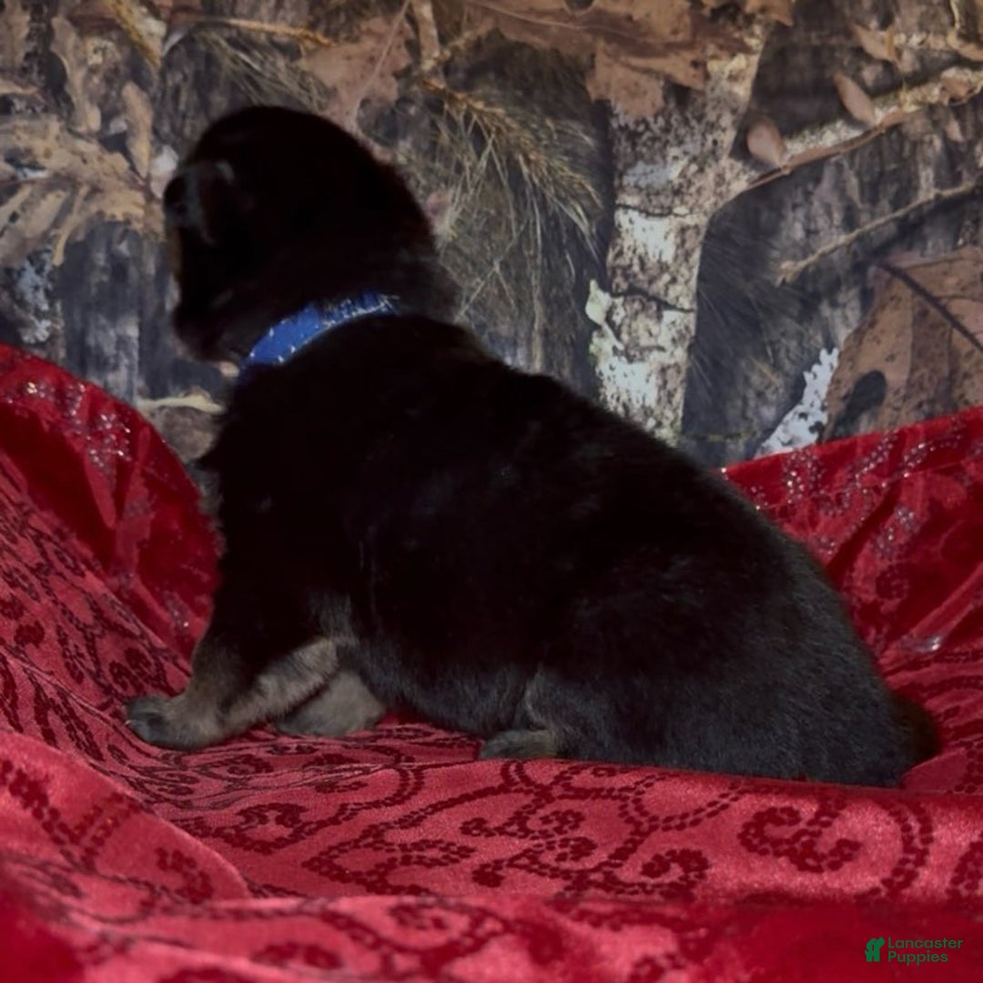 German Shepherd dogs for sale: SIMON - Ad 4