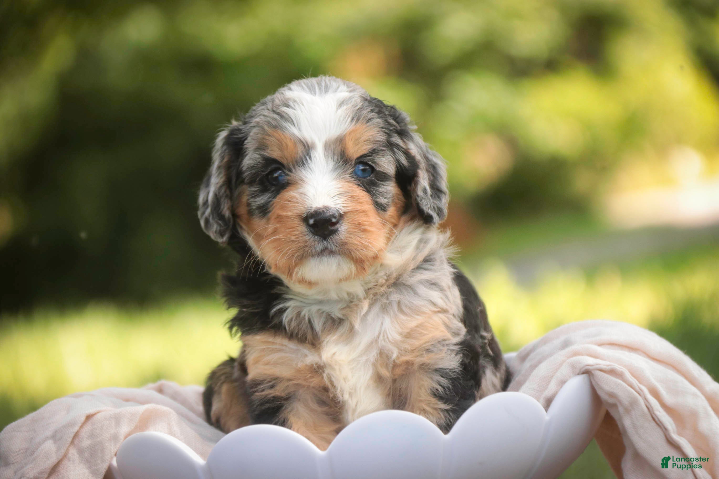 Mini Bernedoodle dogs Misha Mini Bernedoodle  - Ad 1