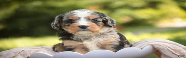 Misha Mini Bernedoodle 