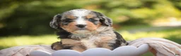 Mini Bernedoodle dogs for sale: Misha Mini Bernedoodle  - Ad 1