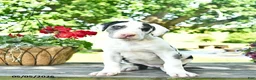 Great Dane dogs for sale: Candy - Ad 2