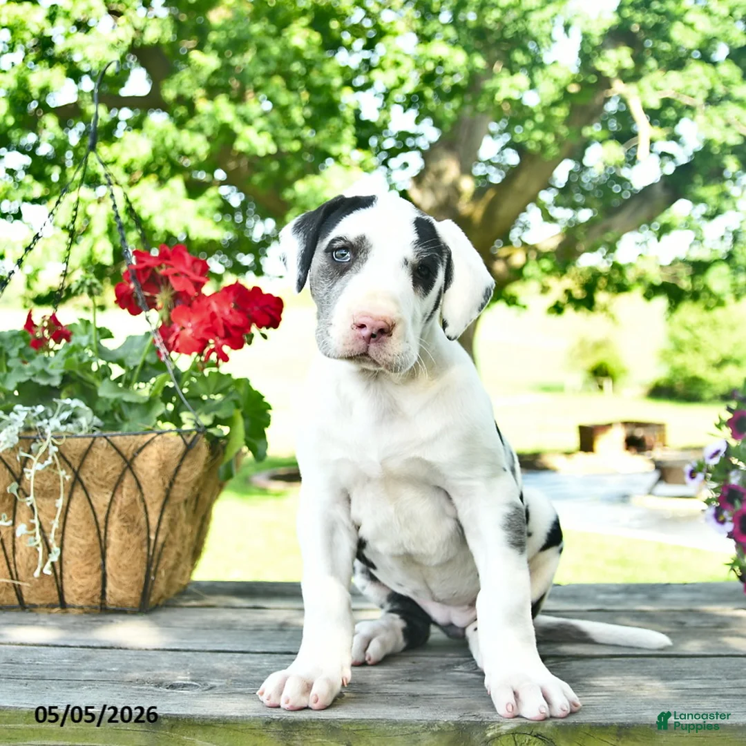 Great Dane dogs for sale: Candy - Ad 2