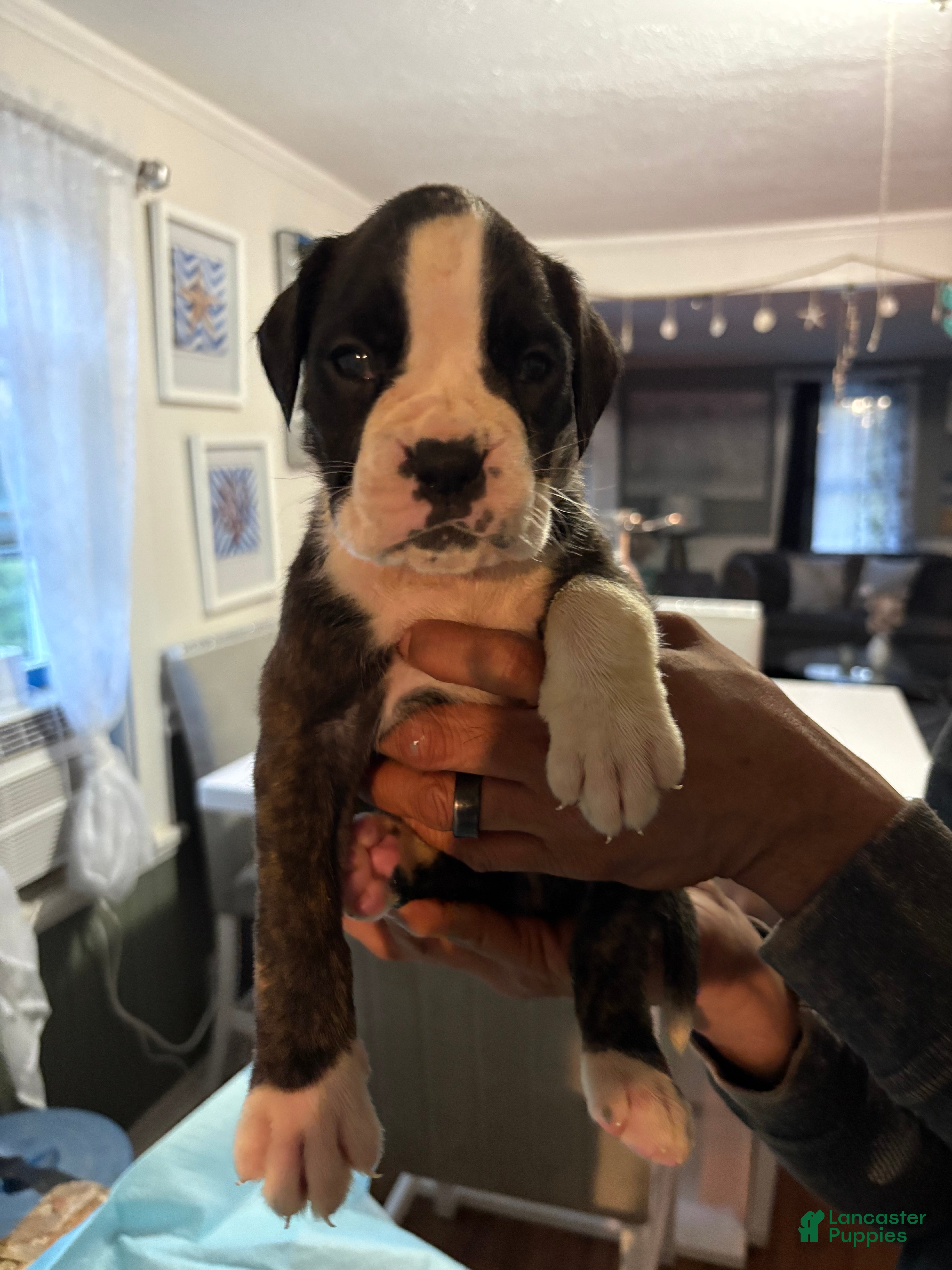 Boxer dogs Boxer luna Puppy 7 - Ad 1
