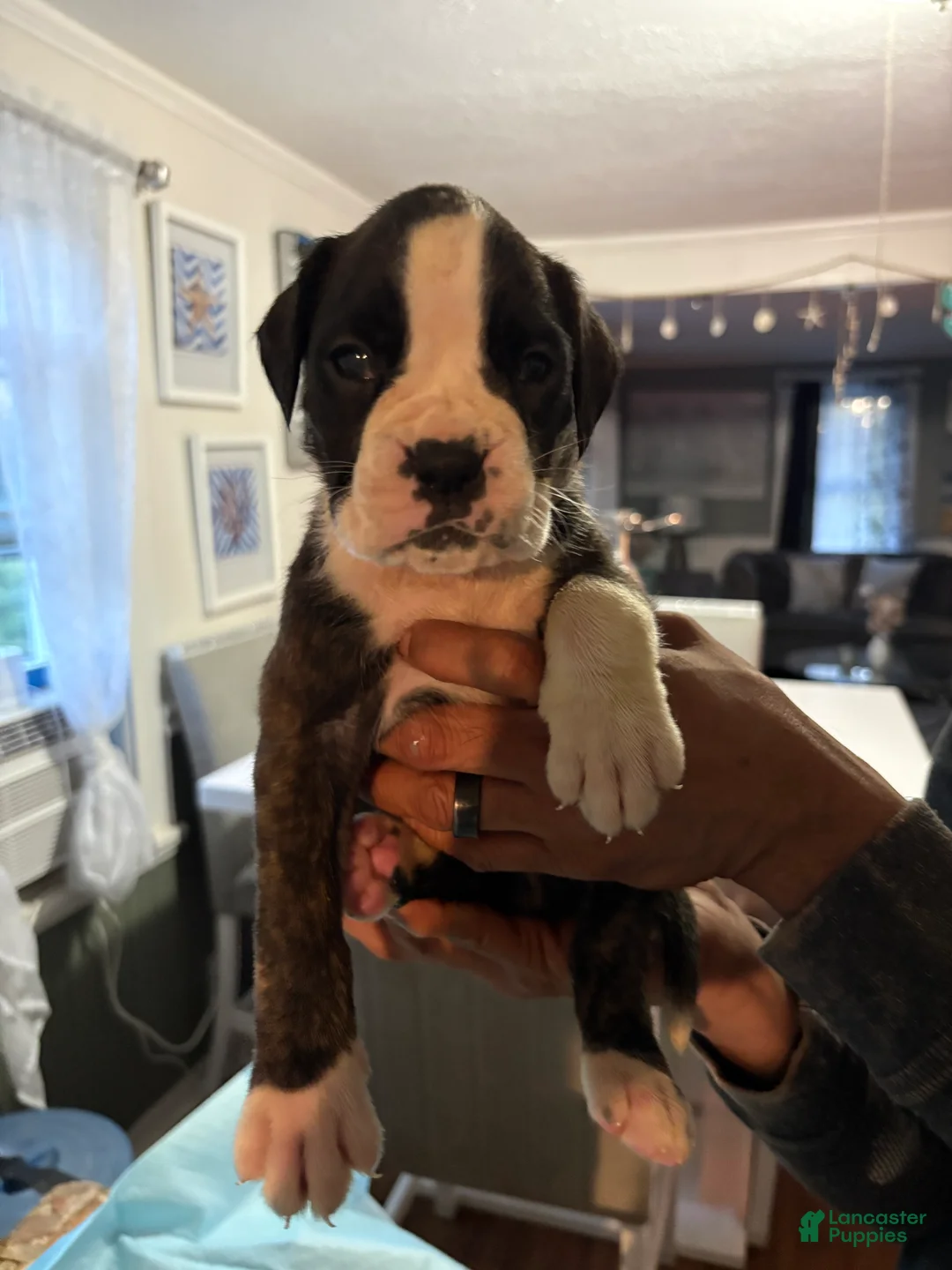 Boxer dogs for sale: Boxer luna Puppy 7 - Ad 1