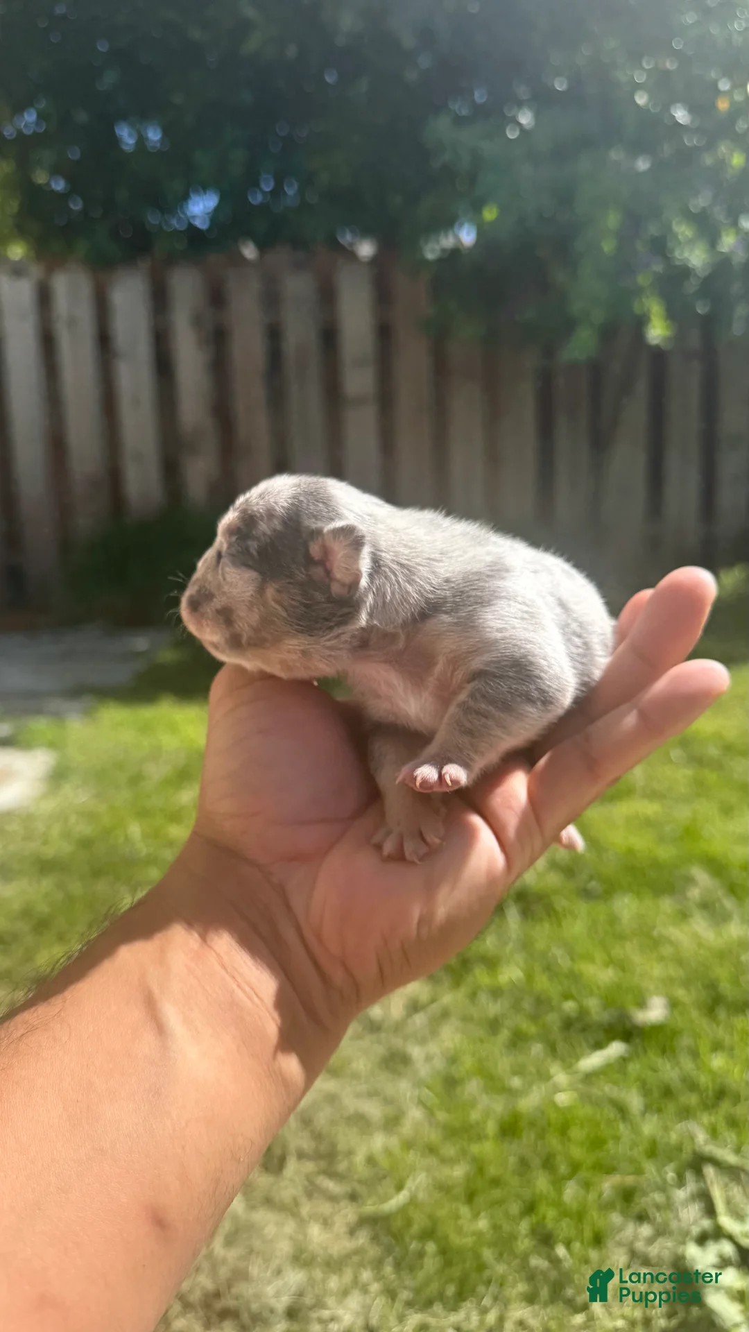 French Bulldog dogs for sale: Coco - Ad 2