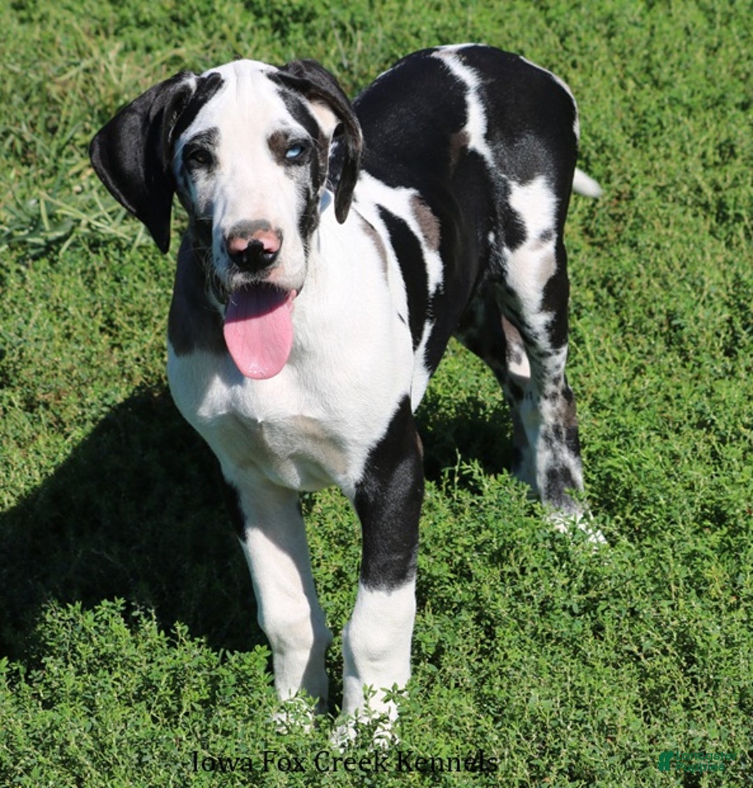 Great Dane dogs for sale: Great Dane Puppy 1 - Ad 3