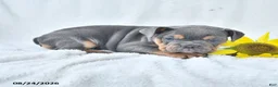 Olde English Bulldogge dogs for sale: Dixie - Ad 3
