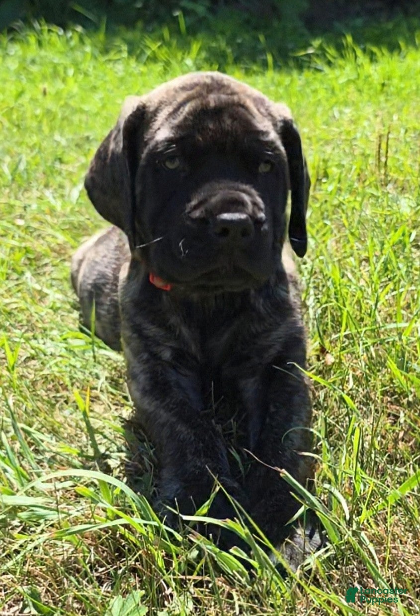 English Mastiff dogs Tigger - Ad 1