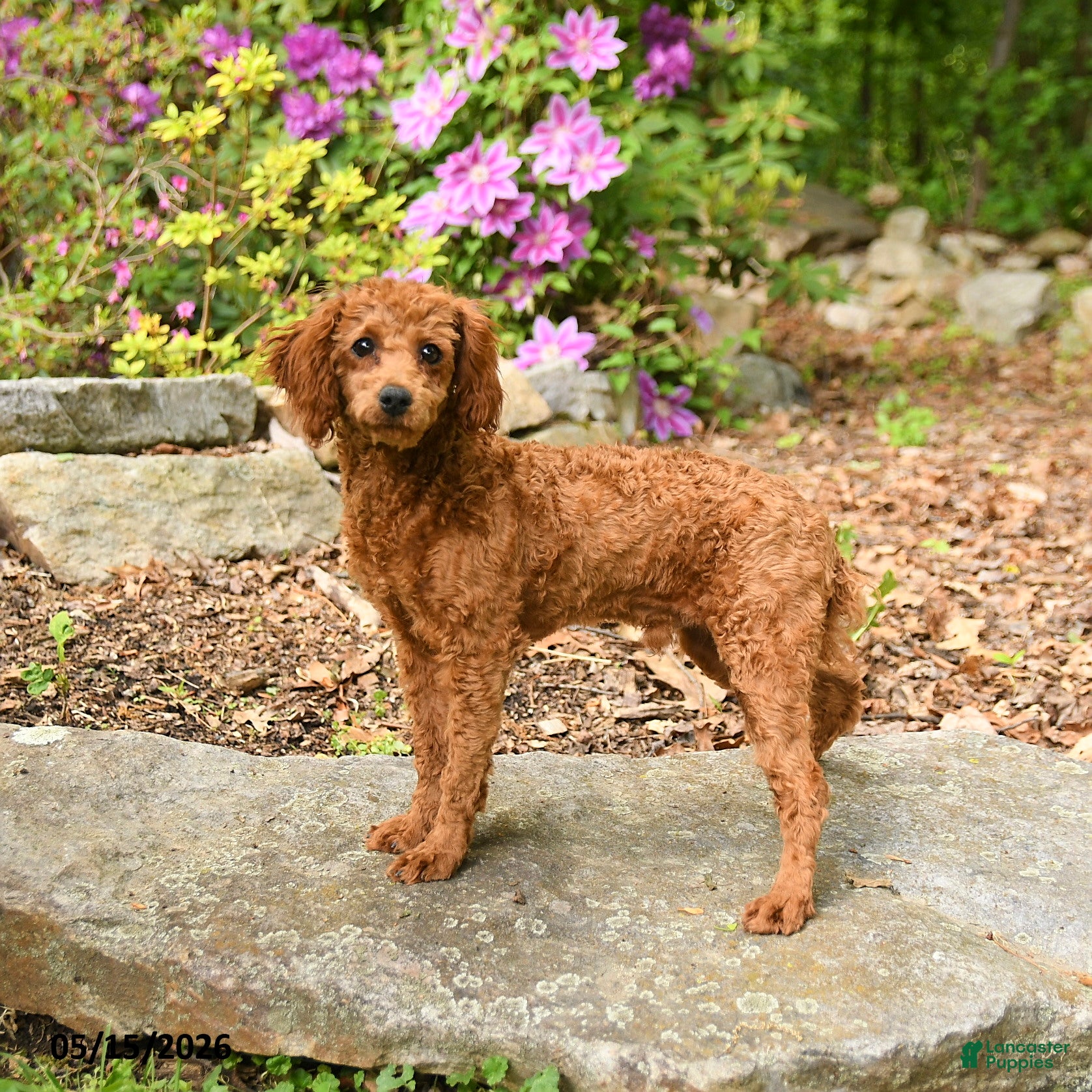 Toy Poodle dogs Waylon - Ad 1