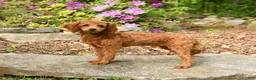 Toy Poodle dogs for sale: Waylon - Ad 1