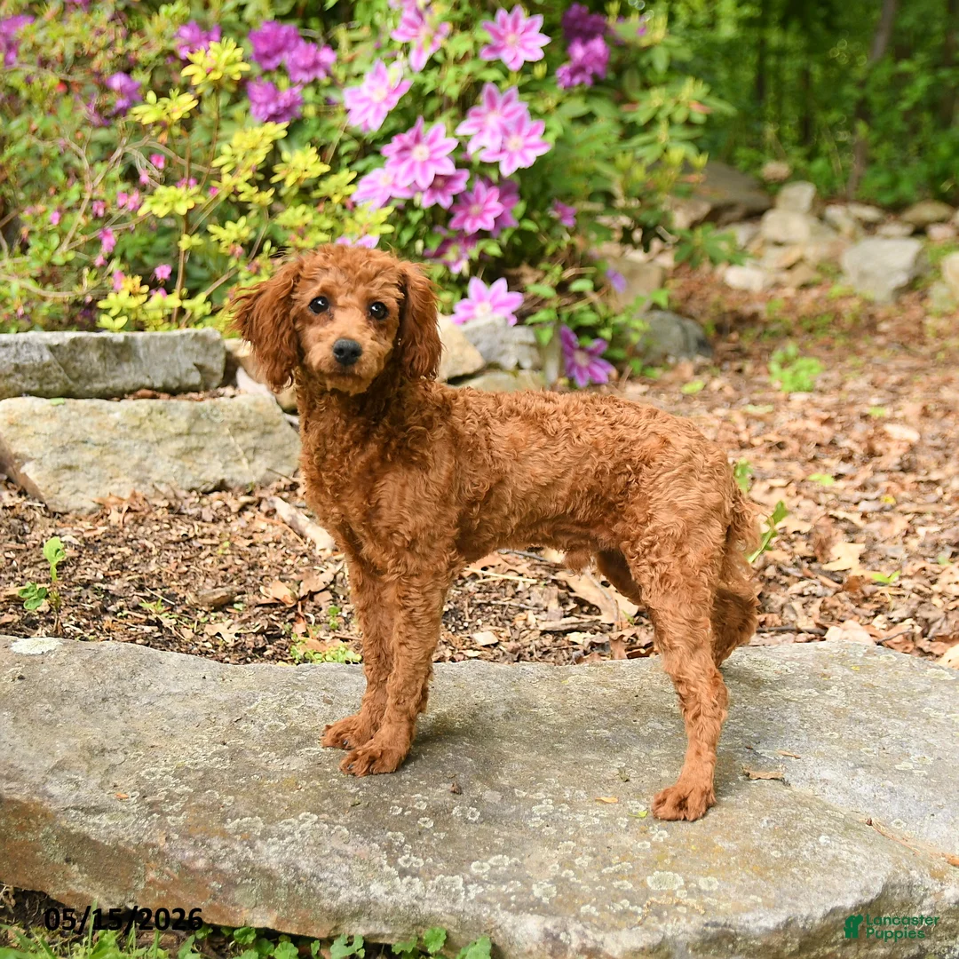 Toy Poodle dogs for sale: Waylon - Ad 1